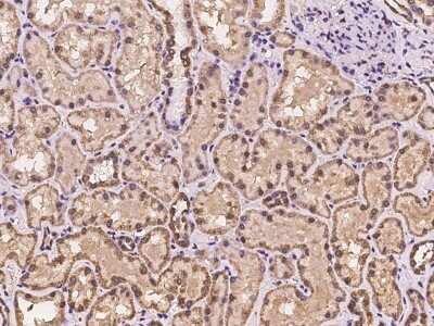 Immunohistochemistry: HCA59 Antibody [NBP3-06353] - Immunochemical staining of human HCA59 in human kidney with rabbit polyclonal antibody at 1:100 dilution, formalin-fixed paraffin embedded sections.