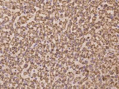 Immunohistochemistry: HCA59 Antibody [NBP3-06353] - Immunochemical staining of human HCA59 in human liver with rabbit polyclonal antibody at 1:100 dilution, formalin-fixed paraffin embedded sections.
