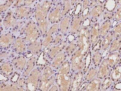 Immunohistochemistry: HCA59 Antibody [NBP3-06357] - Immunochemical staining of human HCA59 in human kidney with rabbit polyclonal antibody at 1:100 dilution, formalin-fixed paraffin embedded sections.