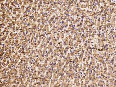Immunohistochemistry: HCA59 Antibody [NBP3-06357] - Immunochemical staining of human HCA59 in human liver with rabbit polyclonal antibody at 1:100 dilution, formalin-fixed paraffin embedded sections.