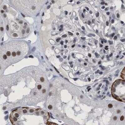 Immunohistochemistry-Paraffin: HCA59 Antibody [NBP1-83168] - Staining of human kidney.