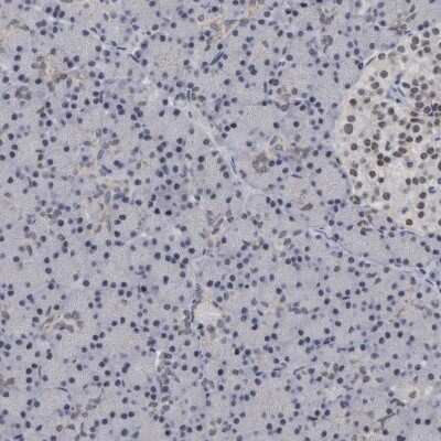 Immunohistochemistry-Paraffin: HCA59 Antibody [NBP1-83168] - Staining of human pancreas shows very weak positivity in exocrine glandular cells as expected.