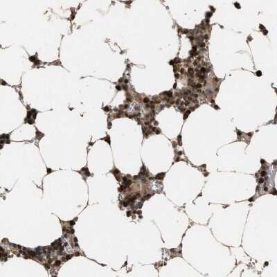 Immunohistochemistry-Paraffin: HCA59 Antibody [NBP1-83170] - Staining of human bone marrow shows high expression.