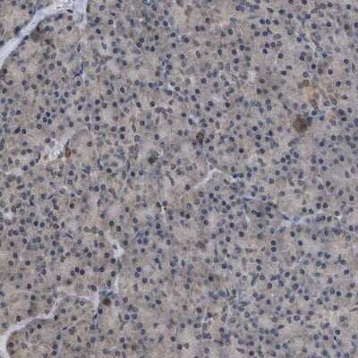 Immunohistochemistry-Paraffin: HCA59 Antibody [NBP1-83170] - Staining of human pancreas shows low expression as expected.