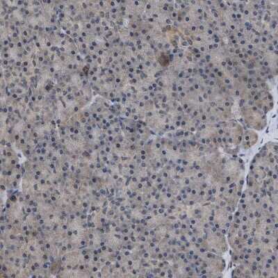 Immunohistochemistry-Paraffin: HCA59 Antibody [NBP1-83170] - Staining of human pancreas shows very weak positivity in exocrine glandular cells as expected.