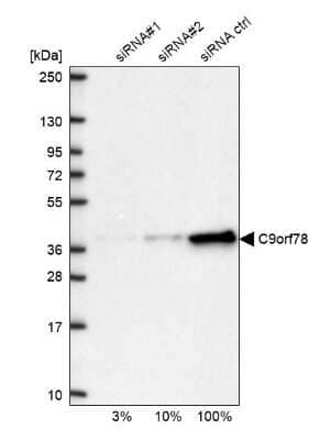 Western Blot: HCA59 Antibody [NBP1-83168] - Analysis in U2OS cells transfected with control siRNA, target specific siRNA probe #1 and #2, using anti-C9orf78 antibody. Remaining relative intensity is presented.