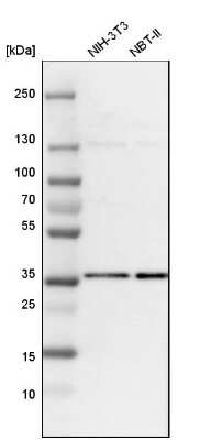 Western Blot: HCA59 Antibody [NBP1-83168] - Analysis in mouse cell line NIH-3T3 and rat cell line NBT-II.