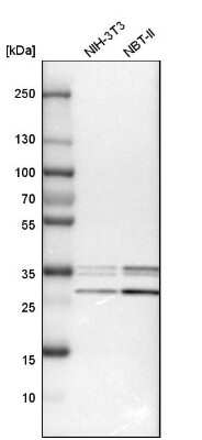 Western Blot: HCA59 Antibody [NBP1-83170] - Analysis in mouse cell line NIH-3T3 and rat cell line NBT-II.