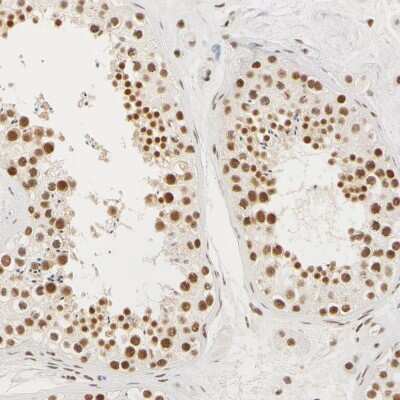 <b>Genetic Strategies Validation. </b>Immunohistochemistry-Paraffin: HCC1 Antibody [NBP1-88200] - Staining of human testis shows moderate to strong nuclear positivity in cells in seminiferous ducts.