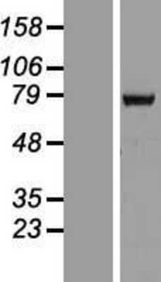 Western Blot: HCC1 Overexpression Lysate (Adult Normal) [NBP2-10543] Left-Empty vector transfected control cell lysate (HEK293 cell lysate); Right -Over-expression Lysate for HCC1.