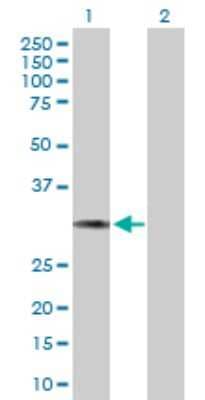 Western Blot: HCCS Antibody [H00003052-B01P] - Analysis of HCCS expression in transfected 293T cell line by HCCS polyclonal antibody.  Lane 1: HCCS transfected lysate(29.48 KDa). Lane 2: Non-transfected lysate.