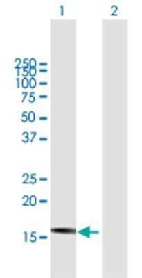 Western Blot: HCG3 Antibody [H00414061-B01P] - Analysis of DNAJB3 expression in transfected 293T cell line by DNAJB3 polyclonal antibody.  Lane 1: HCG3 transfected lysate(15.95 KDa). Lane 2: Non-transfected lysate.