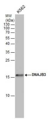 Western Blot: HCG3 Antibody [NBP2-43615] - Analysis of whole cell extracts (30 ug) was separated by 15% SDS-PAGE, and the membrane was blotted with DNAJB3 antibody diluted by 1:1000.