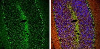 Immunohistochemistry-Frozen: HCN1 Antibody [NBP3-13014] - HCN1 antibody detects HCN1 protein expression by immunohistochemical analysis. Sample: Frozen-sectioned adult mouse cerebellum. Green: HCN1 protein stained by HCN1 antibody (NBP3-13014) diluted at 1:250. Red: beta Tubulin 3/ TUJ1, stained by beta Tubulin 3/ TUJ1 antibody [GT11710] (NBP2-43559) diluted at 1:500. Blue: Fluoroshield with DAPI.