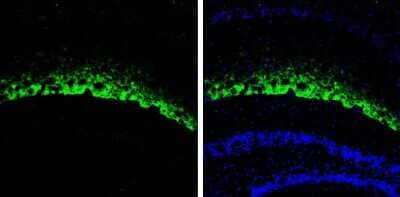 Immunohistochemistry-Frozen: HCN1 Antibody [NBP3-13014] - HCN1 antibody detects HCN1 protein expression by immunohistochemical analysis. Sample: Frozen-sectioned adult mouse hippocampus. Green: HCN1 protein stained by HCN1 antibody (NBP3-13014) diluted at 1:250. Blue: Fluoroshield with DAPI.