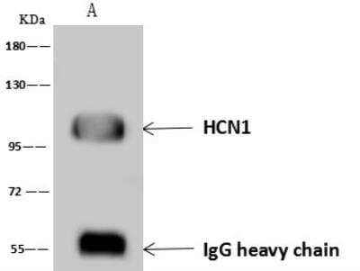 Immunoprecipitation: HCN1 Antibody [NBP3-12563] - Lane A:0.5 mg U-251 MG Whole Cell Lysate4 uL anti-HCN1 rabbit polyclonal antibody and 60 ug of Immunomagnetic beads Protein A/G.Primary antibody:Anti-HCN1 rabbit polyclonal antibody,at 1:100 dilution Secondary antibody:Goat Anti-Rabbit IgG (H+L)/HRP at 1/10000 dilutionDeveloped using the ECL technique.Performed under reducing conditions.Predicted band size: 99 kDaObserved band size :100 kDa