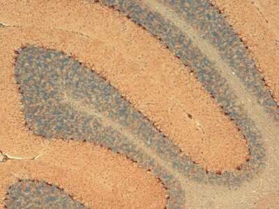 Immunohistochemistry: HCN1 Antibody (S70) [NBP1-22450] - Immunohistochemistry analysis using Mouse Anti-HCN1 Monoclonal Antibody, Clone S70 (NBP1-22450). Tissue: Cerebellum. Species: Mouse. Fixation: 10% Formalin Solution for 12-24 hours at RT. Primary Antibody: Mouse Anti-HCN1 Monoclonal Antibody (NBP1-22450) at 1:1000 for 1 hour at RT. Secondary Antibody: HRP/DAB Detection System: Biotinylated Goat Anti-Mouse, Streptavidin Peroxidase, DAB Chromogen (brown) for 30 minutes at RT. Counterstain: Mayer Hematoxylin (purple/blue) nuclear stain at 250-500 l for 5 minutes at RT. Localization: Cytoplasmic staining of Purkinje cells.