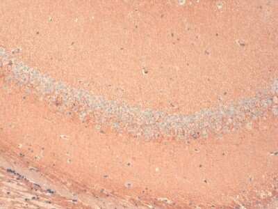 Immunohistochemistry: HCN1 Antibody (S70) [NBP1-22450] - Immunohistochemistry analysis using Mouse Anti-HCN1 Monoclonal Antibody, Clone S70 (NBP1-22450). Tissue: Frozen brain section. Species: Mouse. Fixation: 10% Formalin Solution for 12-24 hours at RT. Primary Antibody: Mouse Anti-HCN1 Monoclonal Antibody (NBP1-22450) at 1:1000 for 1 hour at RT. Secondary Antibody: HRP/DAB Detection System: Biotinylated Goat Anti-Mouse, Streptavidin Peroxidase, DAB Chromogen (brown) for 30 minutes at RT. Counterstain: Mayer Hematoxylin (purple/blue) nuclear stain at 250-500 l for 5 minutes at RT. Localization: Neurons.