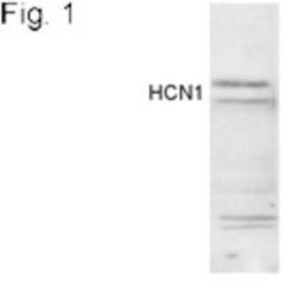 Western Blot: HCN1 Antibody [NBP2-22517] - Analysis of HCN1 in rat brain extracts.
