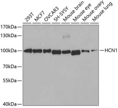 Western Blot: HCN1 Antibody [NBP3-04110] - Analysis of extracts of various cell lines, using HCN1 antibody at 1:400 dilution. Secondary antibody: HRP Goat Anti-Rabbit IgG (H+L) at 1:10000 dilution. Lysates/proteins: 25ug per lane. Blocking buffer: 3% nonfat dry milk in TBST. Detection: ECL Basic Kit
