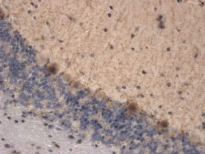 Immunohistochemistry-Paraffin: HCN3 Antibody (S141-28) [NBP2-12896] - Tissue: brain tissue. Species: Mouse. Fixation: 10% Formalin Solution for 12-24 hours at RT. Primary Antibody: Mouse Anti-HCN3 Monoclonal Antibody at 1:1000 for 1 hour at RT. Secondary Antibody: HRP/DAB Detection System: Biotinylated Goat Anti-Mouse, Streptavidin Peroxidase, DAB Chromogen (brown) for 30 minutes at RT. Counterstain: Mayer Hematoxylin (purple/blue) nuclear stain at 250-500 ul for 5 minutes at RT. Localization: Granular staining of some Purkinje cells. Staining appears to be focal.