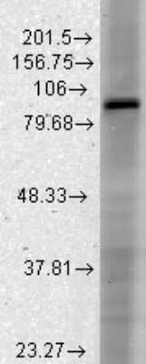 Western Blot: HCN3 Antibody (S141-28) [NBP2-12896] - analysis of Rat brain membrane lysate showing detection of HCN3 protein using Mouse Anti-HCN3 Monoclonal Antibody, Clone S141-28 . Load: 15 ug protein. Block: 1.5% BSA for 30 minutes at RT. Primary Antibody: Mouse Anti-HCN3 Monoclonal Antibody at 1:1000 for 2 hours at RT. Secondary Antibody: Sheep Anti-Mouse IgG: HRP for 1 hour at RT.