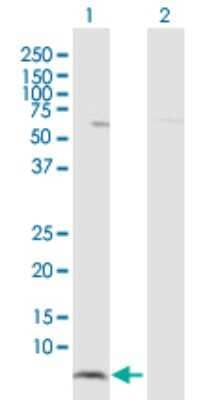 Western Blot HCP5 Antibody - Azide and BSA Free
