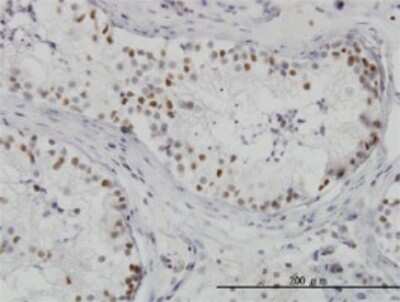 Immunohistochemistry-Paraffin: HDAC1 Antibody (3E1) [H00003065-M02] - Analysis of monoclonal antibody to HDAC1 on formalin-fixed paraffin-embedded human testis. Antibody concentration 3 ug/ml.
