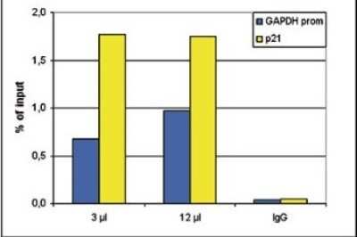 Chromatin Immunoprecipitation: HDAC1 Antibody (C.15100144) [NBP2-59238] - ChIP assays were performed using human HeLa cells, the antibody against HDAC1 and optimized PCR primer sets for qPCR. ChIP was performed with a LowCell number ChIP kit, using sheared chromatin from 10,000 cells. Two different quantities of antibody (3 and 12 uL per ChIP experiment) were analysed. IgG (1 ug) was used as negative IP control. QPCR was performed with primers for the GAPDH promoter and for the coding region of p21, a known target gene of HDAC1. Figure shows the recovery, expressed as % of input (the relative amount of immunoprecipitated DNA compared to input DNA after qPCR analysis).