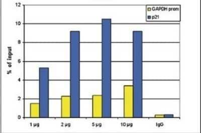 Chromatin Immunoprecipitation: HDAC1 Antibody (C.15200144) [NBP2-59239] - ChIP assays were performed using human HeLa cells, the antibody against HDAC1 and optimized PCR primer sets for qPCR. ChIP was performed with a ChIP kit on sheared chromatin from 10,000 cells. A titration of the antibody consisting of 1, 2, 5, and 10 ug per ChIP experiment was analysed. IgG (5 ug/IP) was used as negative IP control. QPCR was performed with primers for the GAPDH promoter and for the coding region of p21, a known target gene of HDAC1. Figure shows the recovery, expressed as a % of input (the relative amount of immunoprecipitated DNA compared to input DNA after qPCR analysis).