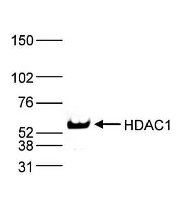 Western Blot: HDAC1 Antibody (C.15200144) [NBP2-59239] - Nuclear extracts from HeLa cells (40 ug) were analysed by Western blot using the antibody against HDAC1 diluted 1:2,000 in TBS-Tween containing 5% skimmed milk. The position of the protein of interest is indicated on the right (expected size: 55 kDa); the marker (kDa) is shown on the left.