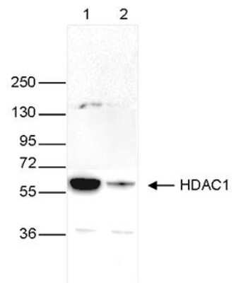 Western Blot: HDAC1 Antibody (C.15200144) [NBP2-59239] - Whole cell extracts (40 ug) from HeLa cells transfected with HDAC1 siRNA (lane 2) and from an untransfected control (lane 1) were analysed by Western blot using the antibody against HDAC1 diluted 1:1,000 in TBS-Tween containing 5% skimmed milk. The position of the protein of interest is indicated on the right (expected size: 55 kDa); the marker (kDa) is shown on the left.