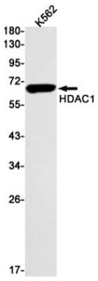 Western Blot: HDAC1 Antibody (S09-7G9) [NBP3-19652] - Western blot detection of HDAC1 in K562 cell lysates using NBP3-19652 (1:1000 diluted). Predicted band size: 55kDa. Observed band size: 62kDa.