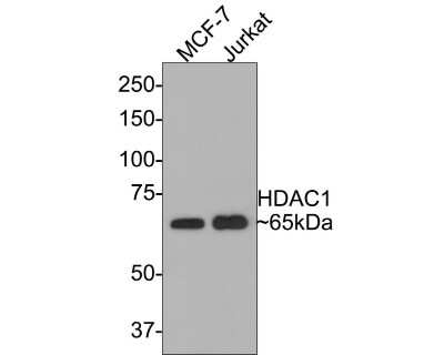 Western Blot: HDAC1 Antibody (SY12-04) [NBP2-67389] - Analysis of HDAC1 on different lysates with Rabbit anti-HDAC1 antibody at 1/1,000 dilution. Lane 1: MCF-7 cell lysate Lane 2: Jurkat cell lysate Lysates/proteins at 10 ug/Lane. Predicted band size: 55 kDaObserved band size: 65 kDaExposure time: 2 minutes;8% SDS-PAGE gel.Proteins were transferred to a PVDF membrane and blocked with 5% NFDM/TBST for 1 hour at room temperature. The primary antibody (ET1605-35) at 1/1,000 dilution was used in 5% NFDM/TBST at room temperature for 2 hours. Goat Anti-Rabbit IgG - HRP Secondary Antibody (HA1001) at 1:300,000 dilution was used for 1 hour at room temperature.