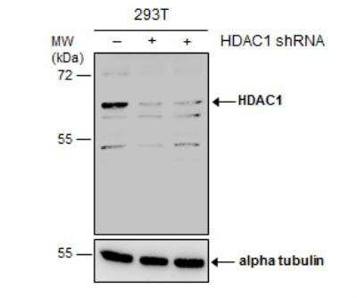 Western Blot: HDAC1 Antibody [NBP2-16788] - Non-transfected (-) and transfected (+) 293T whole cell extracts (30 ug) were separated by 7.5% SDS-PAGE, and the membrane was blotted with HDAC1 antibody [N1C1].