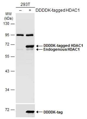 Western Blot: HDAC1 Antibody [NBP2-16788] - Non-transfected (-) and transfected (+) 293T whole cell extracts (30 ug) were separated by 10% SDS-PAGE, and the membrane was blotted with HDAC1 antibody diluted at 1:1000. HRP-conjugated anti-rabbit IgG antibody was used to detect the primary antibody.