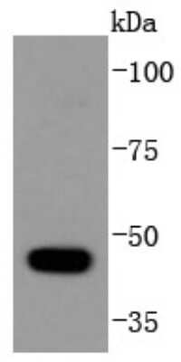 Western Blot: HDAC10 Antibody (SD08-11) [NBP2-67801] - Analysis of HDAC10 on HepG2 cells lysates using anti-HDAC10 antibody at 1/1,000 dilution.