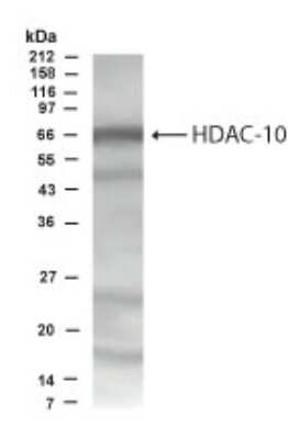 Western Blot: HDAC10 Antibody [NBP2-03973] - analysis of HDAC-10 in HeLa cells using this antibody.