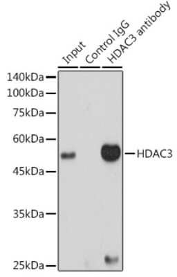 Immunoprecipitation: HDAC3 Antibody (1M1O7) [NBP3-15760] - Immunoprecipitation analysis of 300ug extracts of HeLa cells using 3ug HDAC3 antibody (NBP3-15760). Western blot was performed from the immunoprecipitate using HDAC3 (NBP3-15760) at a dilition of 1:1000.