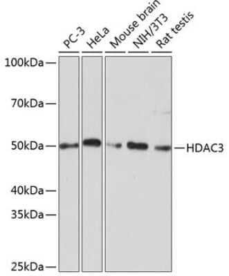 Western Blot: HDAC3 Antibody (1M1O7) [NBP3-15760] - Western blot analysis of extracts of various cell lines, using HDAC3 antibody (NBP3-15760) at 1:1000 dilution. Secondary antibody: HRP Goat Anti-Rabbit IgG (H+L) at 1:10000 dilution. Lysates/proteins: 25ug per lane. Blocking buffer: 3% nonfat dry milk in TBST. Detection: ECL Basic Kit. Exposure time: 1min.