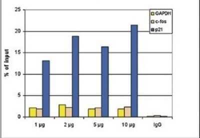 Chromatin Immunoprecipitation: HDAC3 Antibody (C.15200145) [NBP2-59189] - ChIP assays were performed using human HeLa cells, the antibody against HDAC3 and optimized PCR primer sets for qPCR. ChIP was performed with a ChIP kit, on sheared chromatin from 10,000 cells. A titration of the antibody consisting of 1, 2, 5, and 10 ug per ChIP experiment was analysed. IgG (5 ug/IP) was used as negative IP control. QPCR was performed with primers for the promoters of the active genes c-fos and GAPDH, and for the coding region of p21, a known target gene of HDAC3. Figure shows the recovery, expressed as a % of input (the relative amount of immunoprecipitated DNA compared to input DNA after qPCR analysis).