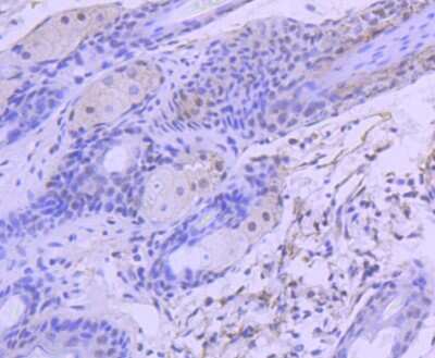 Immunohistochemistry-Paraffin: HDAC3 Antibody (SC55-02) [NBP2-67592] - Analysis of paraffin-embedded mouse skin tissue using anti-HDAC3 antibody. Counter stained with hematoxylin.