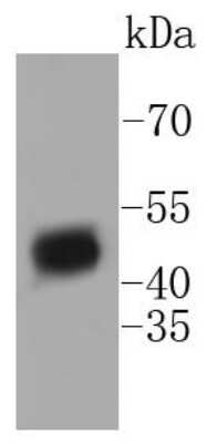 Western Blot: HDAC3 Antibody (SC55-02) [NBP2-67592] - Analysis of HDAC3 on NIH/3T3 cell lysates using anti-HDAC3 antibody at 1/1,000 dilution.