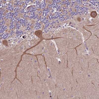 Immunohistochemistry-Paraffin: HDAC5 Antibody [NBP1-83436] - Staining of human cerebellum shows moderate cytoplasmic and nuclear positivity in Purkinje cells.