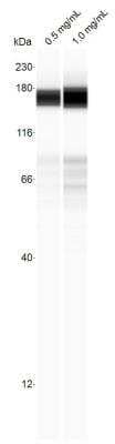 Simple Western: HDAC6 Antibody (JJ09-09) [NBP2-67891] - Human SVG-A cells tested at the indicated concentrations using 1:25 dilution of the antibody. Image from verified customer review.
