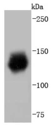 Western Blot: HDAC6 Antibody (JJ09-09) [NBP2-67891] - Analysis of HDAC6 on Jurkat cells lysates using anti-HDAC6 antibody at 1/1,000 dilution.