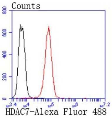 Flow Cytometry: HDAC7 Antibody (SD082-4) [NBP2-67799] - Analysis of K562 cells with HDAC7 antibody at 1/50 dilution (red) compared with an unlabelled control (cells without incubation with primary antibody; black). Alexa Fluor 488-conjugated goat anti rabbit IgG was used as the secondary antibody