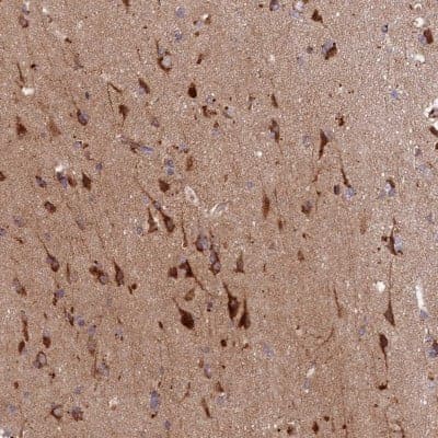 Immunohistochemistry-Paraffin: HDC Antibody [NBP1-90985] - Staining of human cerebral cortex shows positivity in neurons.