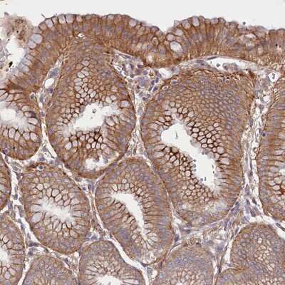 Immunohistochemistry-Paraffin: HDC Antibody [NBP1-90985] - Staining of human stomach shows positivity in glandular cells.