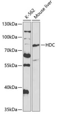 Western Blot: HDC Antibody [NBP3-05048] - Analysis of extracts of various cell lines, using HDC antibody at 1:1000 dilution. Secondary antibody: HRP Goat Anti-Rabbit IgG (H+L) at 1:10000 dilution. Lysates/proteins: 25ug per lane. Blocking buffer: 3% nonfat dry milk in TBST. Detection: ECL Basic K